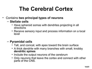 The Cerebral Cortex
• Contains two principal types of neurons
– Stellate cells
• Have spheroid somas with dendrites projecting in all
directions
• Receive sensory input and process information on a local
level
– Pyramidal cells
• Tall, and conical, with apex toward the brain surface
• A thick dendrite with many branches with small, knobby
dendritic spines
• Include the output neurons of the cerebrum
• Only neurons that leave the cortex and connect with other
parts of the CNS.
14-81
 