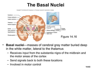 14-83
The Basal Nuclei
• Basal nuclei—masses of cerebral gray matter buried deep
in the white matter, lateral to the thalamus
– Receives input from the substantia nigra of the midbrain and
the motor areas of the cortex
– Send signals back to both these locations
– Involved in motor control
Figure 14.16
Copyright © The McGraw-Hill Companies, Inc. Permission required for reproduction or display.
Cerebrum
Corpus callosum
Lateral ventricle
Thalamus
Insula
Optic tract
Hypothalamus
Third ventricle
Pituitary gland
Internal capsule
Caudate nucleus
Putamen
Subthalamic nucleus
Globus pallidus
Corpus
striatumLentiform
nucleus
 