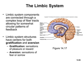 14-86
The Limbic System
• Limbic system components
are connected through a
complex loop of fiber tracts
allowing for somewhat
circular patterns of
feedback
• Limbic system structures
have centers for both
gratification and aversion
– Gratification: sensations
of pleasure or reward
– Aversion: sensations of
fear or sorrow
Figure 14.17
Copyright © The McGraw-Hill Companies, Inc. Permission required for reproduction or display.
Basal nuclei
Amygdala
Fornix
Hippocampus
Medial
prefrontal
cortex
Corpus
callosum
Cingulate
gyrus
Orbitofrontal
cortex
Temporal lobe
Thalamic
nuclei
Mammillary
body
 