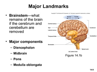 14-9
Major Landmarks
• Brainstem—what
remains of the brain
if the cerebrum and
cerebellum are
removed
• Major components
– Diencephalon
– Midbrain
– Pons
– Medulla oblongata
Figure 14.1b
Brainstem
Cerebellum
Cerebrum
Spinal cord
Rostral Caudal
Central sulcus
Lateral sulcus
Gyri
(b) Lateral view
Temporal lobe
Copyright © The McGraw-Hill Companies, Inc. Permission required for reproduction or display.
 