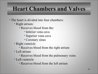 Heart Chambers and Valves The heart is divided into four chambers: Right atrium: Receives blood from the:  Inferior vena cava Superior vena cava Coronary sinus Right ventricle Receives blood from the right atrium Left atrium Receives blood from the pulmonary veins Left ventricle Receives blood from the left atrium 
