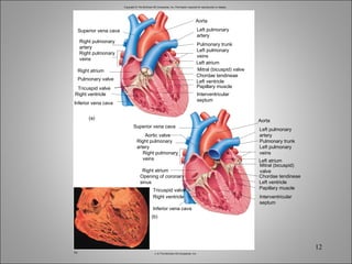 Copyright © The McGraw-Hill Companies, Inc. Permission required for reproduction or display. Superior vena cava Aortic valve Right atrium Inferior vena cava (b) (c) Right ventricle Tricuspid valve Left ventricle Papillary muscle Chordae tendineae Left atrium Pulmonary trunk Aorta Superior vena cava Pulmonary valve Right atrium Inferior vena cava (a) Right ventricle Tricuspid valve Left ventricle Papillary muscle Chordae tendineae Mitral (bicuspid) valve Left atrium Pulmonary trunk Aorta Right pulmonary artery Right pulmonary veins Left pulmonary artery Left pulmonary veins Interventricular septum Right pulmonary artery Right pulmonary veins Opening of coronary sinus Left pulmonary artery Left pulmonary veins Mitral (bicuspid) valve Interventricular septum c: © The McGraw-Hill Companies, Inc. 