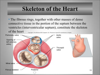 Skeleton of the Heart The fibrous rings, together with other masses of dense connective tissue in the portion of the septum between the ventricles (interventricular septum), constitute the skeleton of the heart Copyright © The McGraw-Hill Companies, Inc. Permission required for reproduction or display. Fibrous skeleton Mitral valve Posterior Opening of left coronary artery Aortic valve Tricuspid valve Pulmonary valve 
