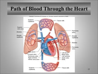 Path of Blood Through the Heart Tissue cells Tissue cells Alveolus Alveolus Left atrium Mitral valve Aortic valve Left ventricle Right atrium Tricuspid valve Pulmonary valve Inferior vena cava Right ventricle Aorta O 2 CO 2 O 2 O 2 CO 2 CO 2 O 2 CO 2 Systemic capillaries Superior vena cava Alveolar capillaries Systemic capillaries Pulmonary veins Alveolar capillaries Pulmonary artery Copyright © The McGraw-Hill Companies, Inc. Permission required for reproduction or display. 