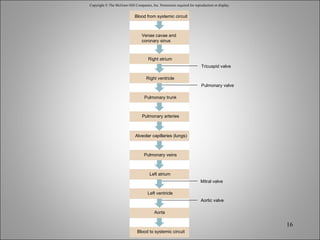 Copyright © The McGraw-Hill Companies, Inc. Permission required for reproduction or display. Tricuspid valve Right atrium Right ventricle Pulmonary trunk Pulmonary arteries Alveolar capillaries (lungs) Pulmonary veins Left atrium Left ventricle Aorta Blood to systemic circuit Pulmonary valve Mitral valve Aortic valve Venae cavae and coronary sinus Blood from systemic circuit 