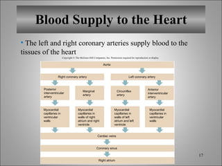 Blood Supply to the Heart The left and right coronary arteries supply blood to the tissues of the heart Copyright © The McGraw-Hill Companies, Inc. Permission required for reproduction or display. Aorta Cardiac veins Coronary sinus Right atrium Right coronary artery Left coronary artery Posterior interventricular artery Marginal artery Circumflex artery Anterior interventricular artery Myocardial capillaries in ventricular walls Myocardial capillaries in ventricular walls Myocardial capillaries in walls of right atrium and right ventricle Myocardial capillaries in walls of left atrium and left ventricle 
