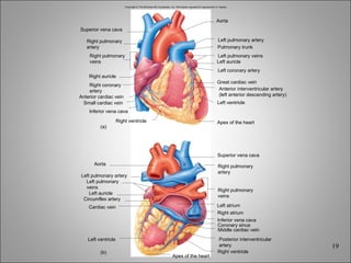 Copyright © The McGraw-Hill Companies, Inc. Permission required for reproduction or display. Aorta Pulmonary trunk Left pulmonary artery Left pulmonary veins Left auricle Left coronary artery Great cardiac vein Left ventricle Apex of the heart Superior vena cava Right auricle Inferior vena cava Small cardiac vein Anterior cardiac vein Right ventricle (a) Left pulmonary artery Aorta Left auricle Circumflex artery Cardiac vein Left ventricle Apex of the heart Superior vena cava Left atrium Right atrium Inferior vena cava Coronary sinus Middle cardiac vein Right ventricle (b) Right pulmonary artery Right pulmonary veins Right coronary artery Anterior interventricular artery (left anterior descending artery) Left pulmonary veins Right pulmonary artery Right pulmonary veins Posterior interventricular artery 
