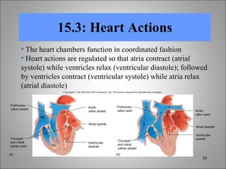 15.3: Heart Actions The heart chambers function in coordinated fashion Heart actions are regulated so that atria contract (atrial systole) while ventricles relax (ventricular diastole); followed by ventricles contract (ventricular systole) while atria relax (atrial diastole) Copyright © The McGraw-Hill Companies, Inc. Permission required for reproduction or display. (a) (b) Atrial systole LA LV RV RA Atrial diastole Aortic valve open Ventricular systole Tricuspid and mitral valves closed Ventricular diastole Pulmonary valve open Aortic valve closed Pulmonary valve closed Tricuspid and mitral valves open 