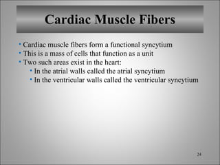 Cardiac Muscle Fibers Cardiac muscle fibers form a functional syncytium This is a mass of cells that function as a unit Two such areas exist in the heart: In the atrial walls called the atrial syncytium In the ventricular walls called the ventricular syncytium 