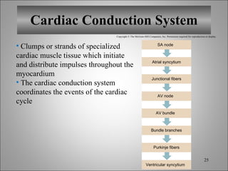 Cardiac Conduction System Clumps or strands of specialized cardiac muscle tissue which initiate and distribute impulses throughout the myocardium The cardiac conduction system coordinates the events of the cardiac cycle Copyright © The McGraw-Hill Companies, Inc. Permission required for reproduction or display. Atrial syncytium Junctional fibers Bundle branches Purkinje fibers SA node AV node AV bundle Ventricular syncytium 