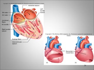 Copyright © The McGraw-Hill Companies, Inc. Permission required for reproduction or display. Purkinje fibers Interatrial septum Left bundle branch Interventricular septum Right bundle branch Junctional fibers AV node SA node AV bundle Copyright © The McGraw-Hill Companies, Inc. Permission required for reproduction or display. (b) Myocardial muscle fibers (a) 