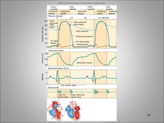 Copyright © The McGraw-Hill Companies, Inc. Permission required for reproduction or display. 0 +1 – 1 0 120 100 80 60 40 20 0 160 120 80 P Q S T R P Q S T R 0.3 0.6 0.9 seconds Heart sounds Electrocardiogram (ECG) Pressure changes Aortic pressure Atrial pressure Volume (mL) Millivolts Pressure (mm Hg) One cardiac cycle Atrial systole Ventricular diastole Ventricular systole Aortic semilunar valve opens AV valve closes AV valve opens Ventricular pressure Aortic semilunar valve closes Atrial diastole Ventricular diastole Ventricular systole Atrial systole Ventricular diastole Atrial diastole Ventricular volume Lubb: AV  valves close Dupp: Semilunar  valves close Ventricular volume 