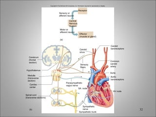 Copyright © The McGraw-Hill Companies, Inc. Permission required for reproduction or display. (b) Hypothalamus Sympathetic trunk Aorta (a) Receptor Sensory or afferent neuron Central Nervous System Motor or efferent neuron Effector (muscle or gland) Carotid sinus Sensory fibers Parasympathetic vagus nerve SA  node Sympathetic nerve AV node Aortic baroreceptors Common carotid artery Carotid baroreceptors Cerebrum (frontal section) Medulla (transverse section) Cardiac center Spinal cord (transverse sections) 