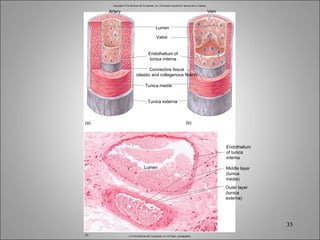 Copyright © The McGraw-Hill Companies, Inc. Permission required for reproduction or display. Artery Lumen (a) (b) (c) Lumen Vein Valve Endothelium of tunica interna Connective tissue (elastic and collagenous fibers) Tunica media Tunica externa Endothelium of tunica interna Middle layer (tunica media) Outer layer (tunica externa) c: © The McGraw-Hill Companies, Inc./Al Telser, photographer 
