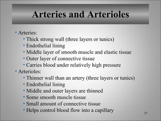 Arteries and Arterioles Arteries: Thick strong wall (three layers or tunics)  Endothelial lining Middle layer of smooth muscle and elastic tissue Outer layer of connective tissue Carries blood under relatively high pressure Arterioles: Thinner wall than an artery (three layers or tunics) Endothelial lining Middle and outer layers are thinned Some smooth muscle tissue Small amount of connective tissue Helps control blood flow into a capillary 