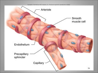 Copyright © The McGraw-Hill Companies, Inc. Permission required for reproduction or display. Arteriole Capillary Endothelium Smooth muscle cell Precapillary sphincter 