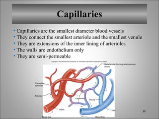 Capillaries Capillaries are the smallest diameter blood vessels They connect the smallest arteriole and the smallest venule They are extensions of the inner lining of arterioles The walls are endothelium only They are semi-permeable Copyright © The McGraw-Hill Companies, Inc. Permission required for reproduction or display. Arteriole Artery Blood flow Blood flow Capillaries Metarteriole (forming arteriovenous shunt) Venule Vein Precapillary sphincter 
