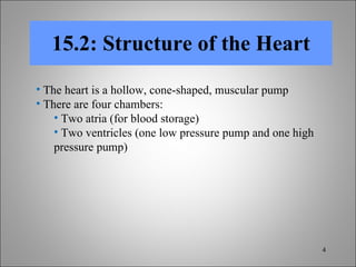 15.2: Structure of the Heart The heart is a hollow, cone-shaped, muscular pump There are four chambers: Two atria (for blood storage) Two ventricles (one low pressure pump and one high pressure pump) 