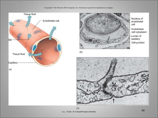 Copyright © The McGraw-Hill Companies, Inc. Permission required for reproduction or display. (c) Cell junction (b) Slit Capillary (a) Endothelial cell Nucleus of endothelial cell Endothelial cell cytoplasm Lumen of capillary Tissue fluid Tissue fluid b,c, : © Don. W. Fawcett/Visuals Unlimited 