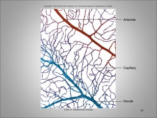 Copyright © The McGraw-Hill Companies, Inc. Permission required for reproduction or display. Arteriole Capillary Venule © Don. W. Fawcett/Visuals Unlimited 