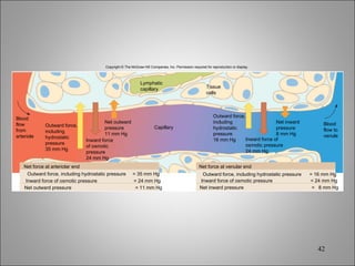 Copyright © The McGraw-Hill Companies, Inc. Permission required for reproduction or display. Net force at arteriolar end Outward force, including hydrostatic pressure  = 35 mm Hg Inward force of osmotic pressure  = 24 mm Hg Net outward pressure  = 11 mm Hg Net force at venular end Outward force, including hydrostatic pressure  = 16 mm Hg Inward force of osmotic pressure  = 24 mm Hg Net inward pressure  =  8 mm Hg Capillary Blood flow from arteriole Outward force, including hydrostatic pressure 35 mm Hg Inward force of osmotic pressure 24 mm Hg Net outward pressure 11 mm Hg Lymphatic capillary Tissue cells Outward force, including hydrostatic pressure 16 mm Hg Inward force of osmotic pressure 24 mm Hg Net inward pressure 8 mm Hg Blood flow to venule 