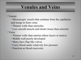 Venules and Veins Venule: Microscopic vessels that continue from the capillaries and merge to form veins Thinner walls than arterioles Less smooth muscle and elastic tissue than arteriole Veins: Thinner walls than arteries (three layers or tunics) Middle wall poorly developed Many have flap-like valves Carry blood under relatively low pressure Function as blood reservoirs 