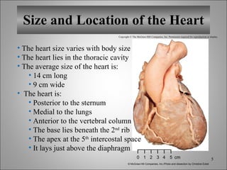 Size and Location of the Heart Copyright © The McGraw-Hill Companies, Inc. Permission required for reproduction or display. 0 1 2 3 4 5 cm © McGraw-Hill Companies, Inc./Photo and dissection by Christine Eckel The heart size varies with body size The heart lies in the thoracic cavity The average size of the heart is: 14 cm long 9 cm wide The heart is: Posterior to the sternum Medial to the lungs Anterior to the vertebral column The base lies beneath the 2 nd  rib The apex at the 5 th  intercostal space It lays just above the diaphragm 