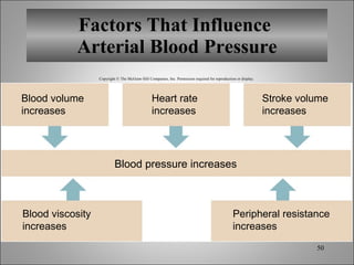 Factors That Influence  Arterial Blood Pressure Copyright © The McGraw-Hill Companies, Inc. Permission required for reproduction or display. Blood pressure increases Blood volume increases Heart rate increases Stroke volume increases Blood viscosity increases Peripheral resistance increases 