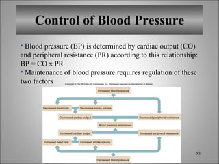 Control of Blood Pressure Blood pressure (BP) is determined by cardiac output (CO) and peripheral resistance (PR) according to this relationship: BP = CO x PR Maintenance of blood pressure requires regulation of these two factors Copyright © The McGraw-Hill Companies, Inc. Permission required for reproduction or display. Decreased cardiac output Increased cardiac output Increased blood pressure Decreased blood pressure Blood pressure maintained Decreased heart rate Decreased stroke volume Increased heart rate Increased stroke volume Decreased peripheral resistance Increased peripheral resistance 
