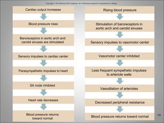 Copyright © The McGraw-Hill Companies, Inc. Permission required for reproduction or display. Cardiac output increases Blood pressure rises Sensory impulses to cardiac center Parasympathetic impulses to heart Heart rate decreases Baroreceptors in aortic arch and carotid sinuses are stimulated Blood pressure returns toward normal SA node inhibited Rising blood pressure Sensory impulses to vasomotor center Decreased peripheral resistance Blood pressure returns toward normal Stimulation of baroreceptors in aortic arch and carotid sinuses Less frequent sympathetic impulses to arteriole walls Vasomotor center inhibited Vasodilation of arterioles 