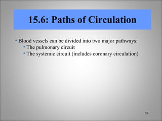 15.6: Paths of Circulation Blood vessels can be divided into two major pathways: The pulmonary circuit The systemic circuit (includes coronary circulation) 