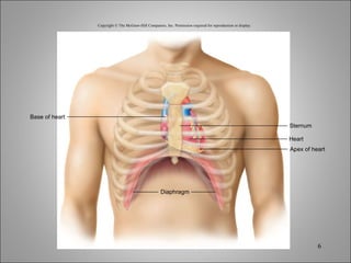 Copyright © The McGraw-Hill Companies, Inc. Permission required for reproduction or display. Diaphragm Base of heart Apex of heart Heart Sternum 