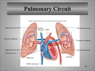 Pulmonary Circuit Copyright © The McGraw-Hill Companies, Inc. Permission required for reproduction or display. Left pulmonary artery Pulmonary capillaries Left pulmonary veins Left lung Aorta Right pulmonary artery Pulmonary capillaries Pulmonary trunk Right pulmonary veins Right lung Inferior vena cava Superior vena cava 