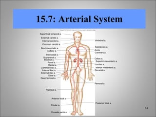 15.7: Arterial System Copyright © The McGraw-Hill Companies, Inc. Permission required for reproduction or display. Superficial temporal a. External carotid a. Internal carotid a. Common carotid a. Brachiocephalic a. Axillary a. Intercostal a. Suprarenal a. Brachial a. Renal a. Radial a. Common iliac a. Internal iliac a. External iliac a. Ulnar a. Deep femoral a. Popliteal a. Anterior tibial a. Fibular a. Dorsalis pedis a. Subclavian a. Aorta Coronary a. Celiac a. Superior mesenteric a. Lumbar a. Inferior mesenteric a. Gonadal a. Femoral a. Posterior tibial a. Vertebral a. 