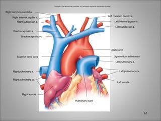 Copyright © The McGraw-Hill Companies, Inc. Permission required for reproduction or display. Right common carotid a. Right internal jugular v. Right subclavian a. Brachiocephalic a. Superior vena cava Right pulmonary a. Right auricle Pulmonary trunk Left common carotid a. Left subclavian a. Aortic arch Ligamentum arteriosum Left pulmonary a. Left pulmonary vv. Left auricle Brachiocephalic vv. Right pulmonary vv. Left internal jugular v. 