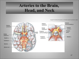 Arteries to the Brain,  Head, and Neck Copyright © The McGraw-Hill Companies, Inc. Permission required for reproduction or display. Basilar a. Basilar a. Vertebral a. Spinal cord Spinal a. Anterior cerebral a. Middle cerebral a. Posterior communicating a. Posterior cerebral a. Anterior communicating a. Internal carotid a. Pituitary gland Anterior cerebral a. Middle cerebral a. 