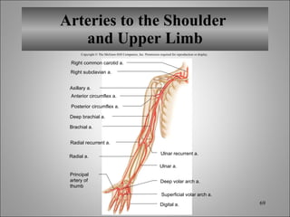 Arteries to the Shoulder  and Upper Limb Copyright © The McGraw-Hill Companies, Inc. Permission required for reproduction or display. Right common carotid a. Right subclavian a. Anterior circumflex a. Posterior circumflex a. Axillary a. Brachial a. Radial recurrent a. Radial a. Ulnar a. Deep volar arch a. Superficial volar arch a. Digital a. Ulnar recurrent a. Deep brachial a. Principal artery of thumb 