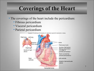 Coverings of the Heart The coverings of the heart include the pericardium: Fibrous pericardium Visceral pericardium Parietal pericardium Copyright © The McGraw-Hill Companies, Inc. Permission required for reproduction or display. Auricle of right  atrium Right  ventricle Pericardial cavity Left ventricle Pulmonary trunk Auricle of left atrium Fibrous pericardium Aorta Right lung Left lung Diaphragm Superior vena cava Anterior interventricular sulcus Heart (covered by visceral pericardium) Cut edge of parietal pericardium 