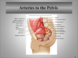 Arteries to the Pelvis  Inferior mesenteric a. Inferior epigastric a. Right common iliac a. Internal iliac a. External iliac a. Femoral a. Obturator a. Superior vesical a. Aorta Left common iliac a. Middle sacral a. Iliolumbar a. Superior gluteal a. Lateral sacral a. Inferior gluteal a. Internal pudendal a. Inferior vesical a. Perineal a. Inferior rectal a. Deep circumflex iliac a. Copyright © The McGraw-Hill Companies, Inc. Permission required for reproduction or display. 