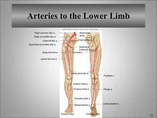 Arteries to the Lower Limb Copyright © The McGraw-Hill Companies, Inc. Permission required for reproduction or display. External iliac a. Deep femoral a. Lateral femoral a. Femoral a. Deep genicular a. Anterior tibial a. Posterior tibial a. Dorsalis pedis a. Medial plantar a. Anterior view Posterior view Lateral plantar a. Fibular a. Popliteal a. Right common iliac a. Deep circumflex iliac a. Superficial circumflex iliac a. Superficial pudendal a. Internal iliac a. Abdominal aorta 