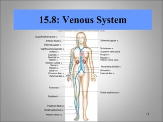 15.8: Venous System Superior vena cava Inferior vena cava Anterior tibial vv. Small saphenous v. Posterior tibial vv. Popliteal v. Femoral v. External iliac v. Common iliac v. Ulnar vv. Radial vv. Renal v. Median cubital v. Great saphenous v. Internal iliac v. Gonadal v. Ascending lumbar v. Hepatic v. Azygos v. Subclavian v. External jugular v. Superficial temporal v. Anterior facial v. Internal jugular v. Right brachiocephalic v. Axillary v. Cephalic v. Brachial vv. Basilic v. Copyright © The McGraw-Hill Companies, Inc. Permission required for reproduction or display. 