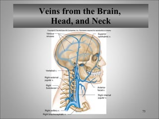 Veins from the Brain,  Head, and Neck Copyright © The McGraw-Hill Companies, Inc. Permission required for reproduction or display. Venous sinuses Vertebral v. Right external jugular v. Right Subclavian v. Right axillary v. Right brachiocephalic v. Superior ophthalmic v. Anterior facial v. Right internal jugular v. 