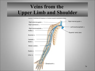 Veins from the  Upper Limb and Shoulder Copyright © The McGraw-Hill Companies, Inc. Permission required for reproduction or display. Superior vena cava Left brachiocephalic v. Right internal jugular v. Right external jugular v. Right subclavian v. Right brachiocephalic v. Axillary v. Brachial vv. Cephalic v. Basilic v. Median cubital v. Radial vv. Ulnar vv. Dorsal arch v. 