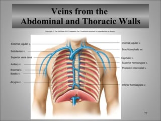 Veins from the  Abdominal and Thoracic Walls Copyright © The McGraw-Hill Companies, Inc. Permission required for reproduction or display. Brachial v. Basilic v. Azygos v. Cephalic v. External jugular v. Subclavian v. Superior vena cava Axillary v. Inferior hemiazygos v. Posterior intercostal v. Superior hemiazygos v. Brachiocephalic vv. Internal jugular v. 