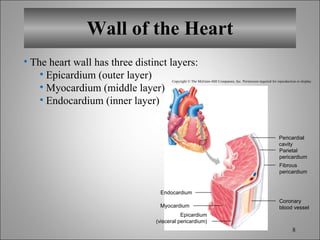 Wall of the Heart Copyright © The McGraw-Hill Companies, Inc. Permission required for reproduction or display. Endocardium Myocardium Epicardium (visceral pericardium) Pericardial cavity Parietal pericardium Fibrous pericardium Coronary blood vessel The heart wall has three distinct layers: Epicardium (outer layer) Myocardium (middle layer) Endocardium (inner layer) 