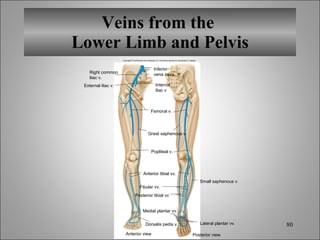 Veins from the  Lower Limb and Pelvis Copyright © The McGraw-Hill Companies, Inc. Permission required for reproduction or display. Anterior view Posterior view Right common iliac v. External iliac v. Inferior vena cava Internal iliac v Femoral v. Great saphenous v. Popliteal v. Anterior tibial vv. Fibular vv. Posterior tibial vv Lateral plantar vv. Small saphenous v. Dorsalis pedis v. Medial plantar vv. 