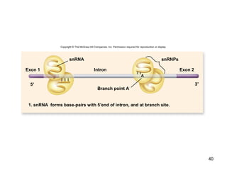 Branch Point Intron Biology 201 Chapter 15 | PPT