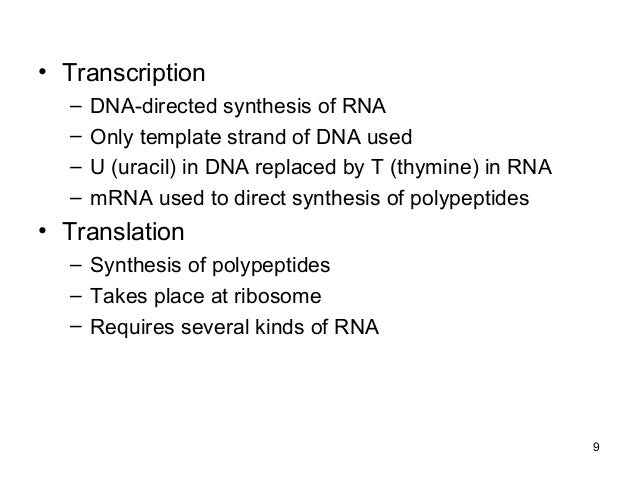 Worksheet dna rna and protein synthesis answers
