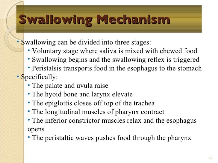 Chapt17 digestive system
