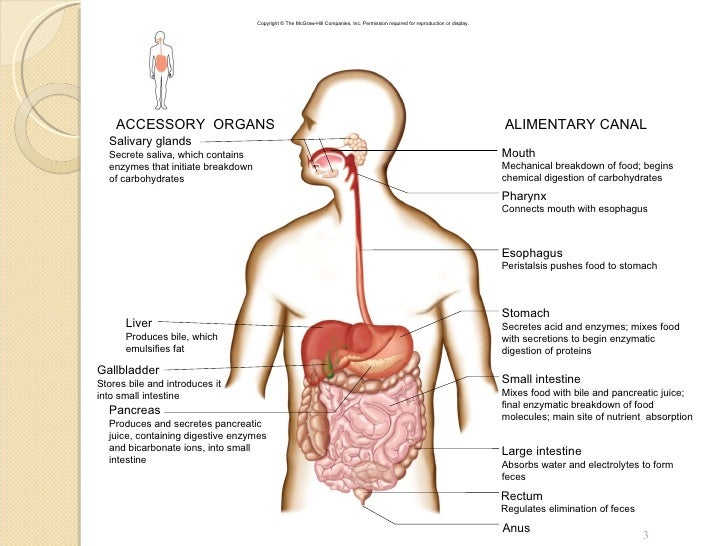 Which Of The Following Is An Accessory Organ Of Digestion New Chapt60 Digestive System Which Of The Following Is An Accessory Organ Of Digestion New Chapt60 Digestive System
